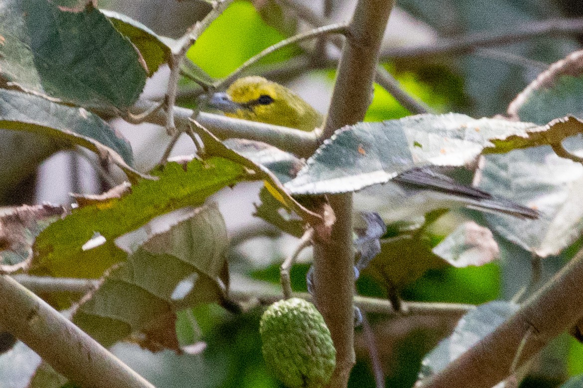 Yellow-throated Vireo - ML473957131