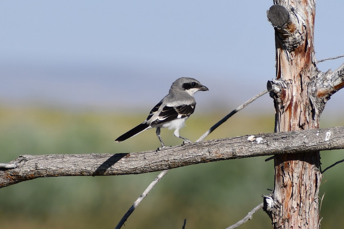 Loggerhead Shrike - ML473958671