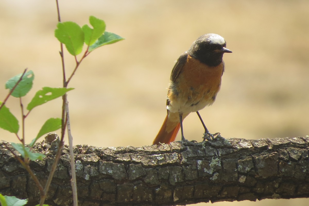 Common Redstart - José Barrueso Franco