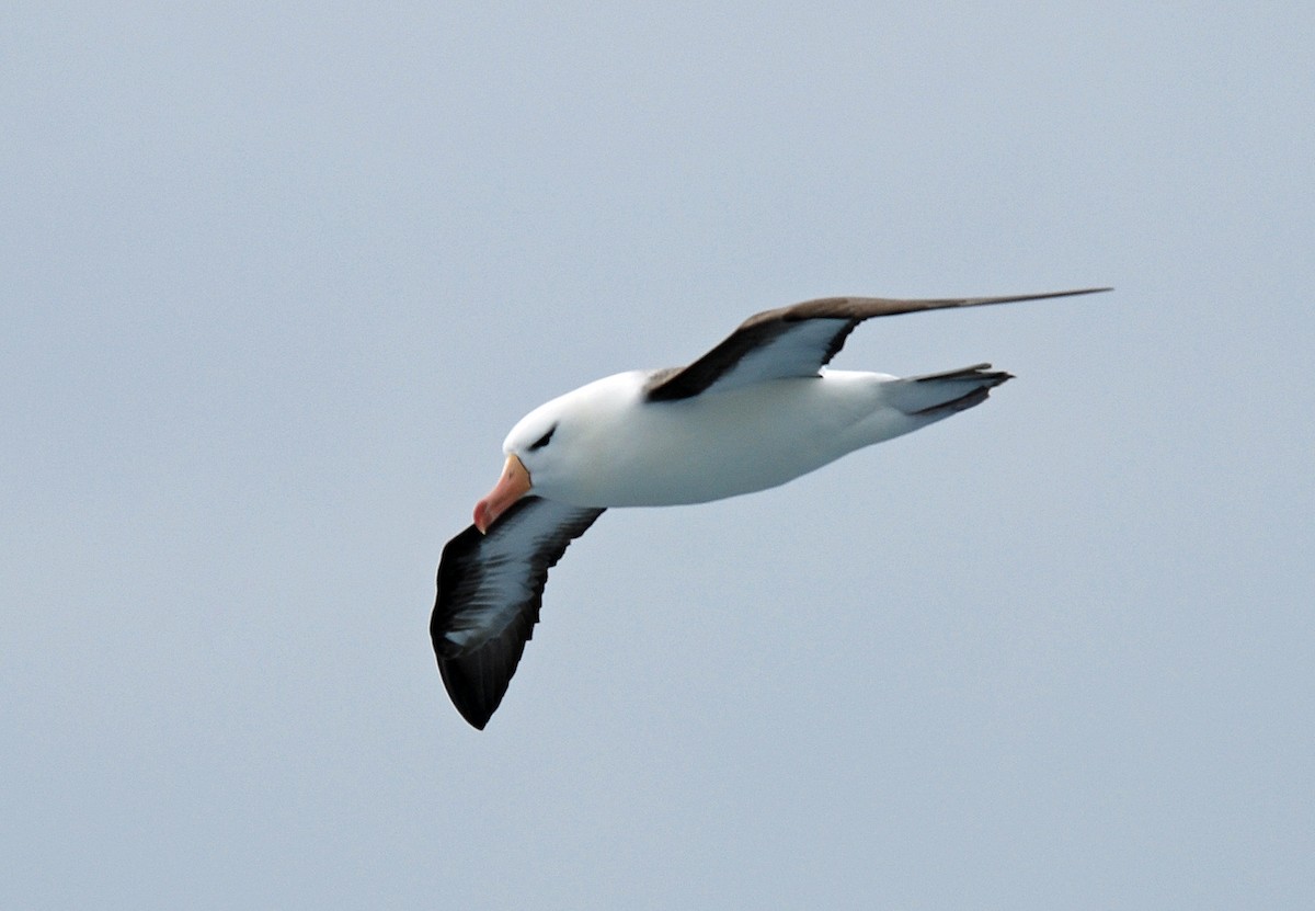 Kara Kaşlı Albatros (melanophris) - ML47395951