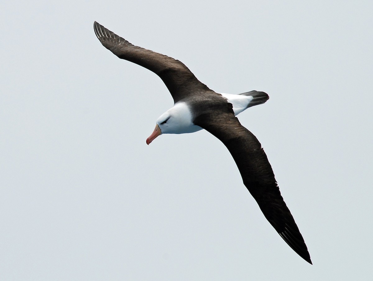 Kara Kaşlı Albatros (melanophris) - ML47395971