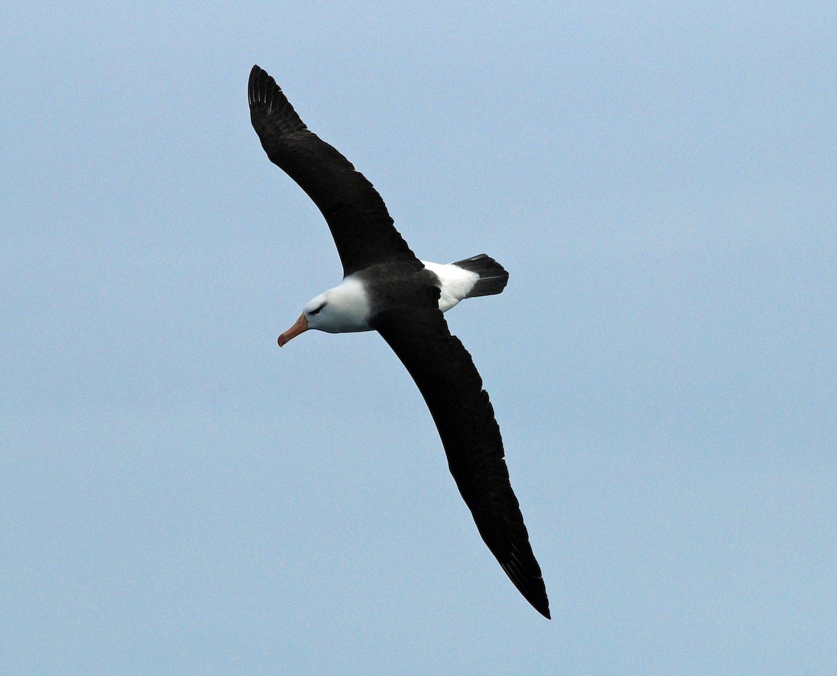 svartbrynalbatross (melanophris) - ML47395981