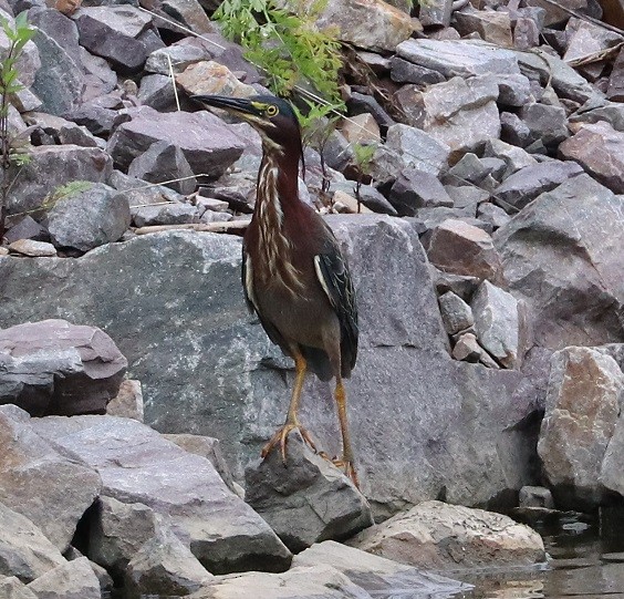 Green Heron - ML473959851