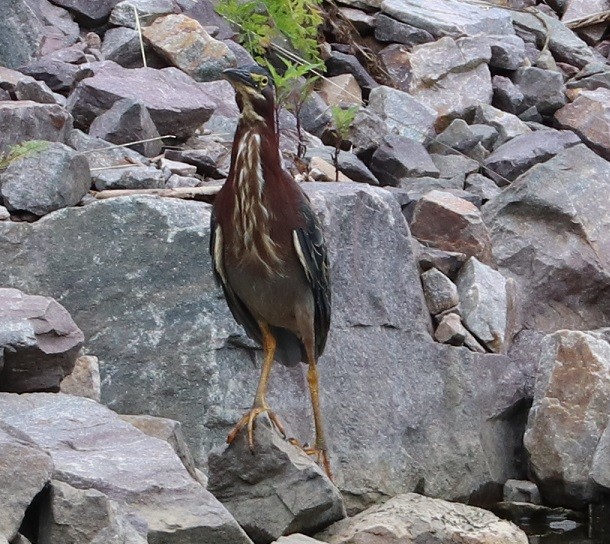 Green Heron - ML473959861