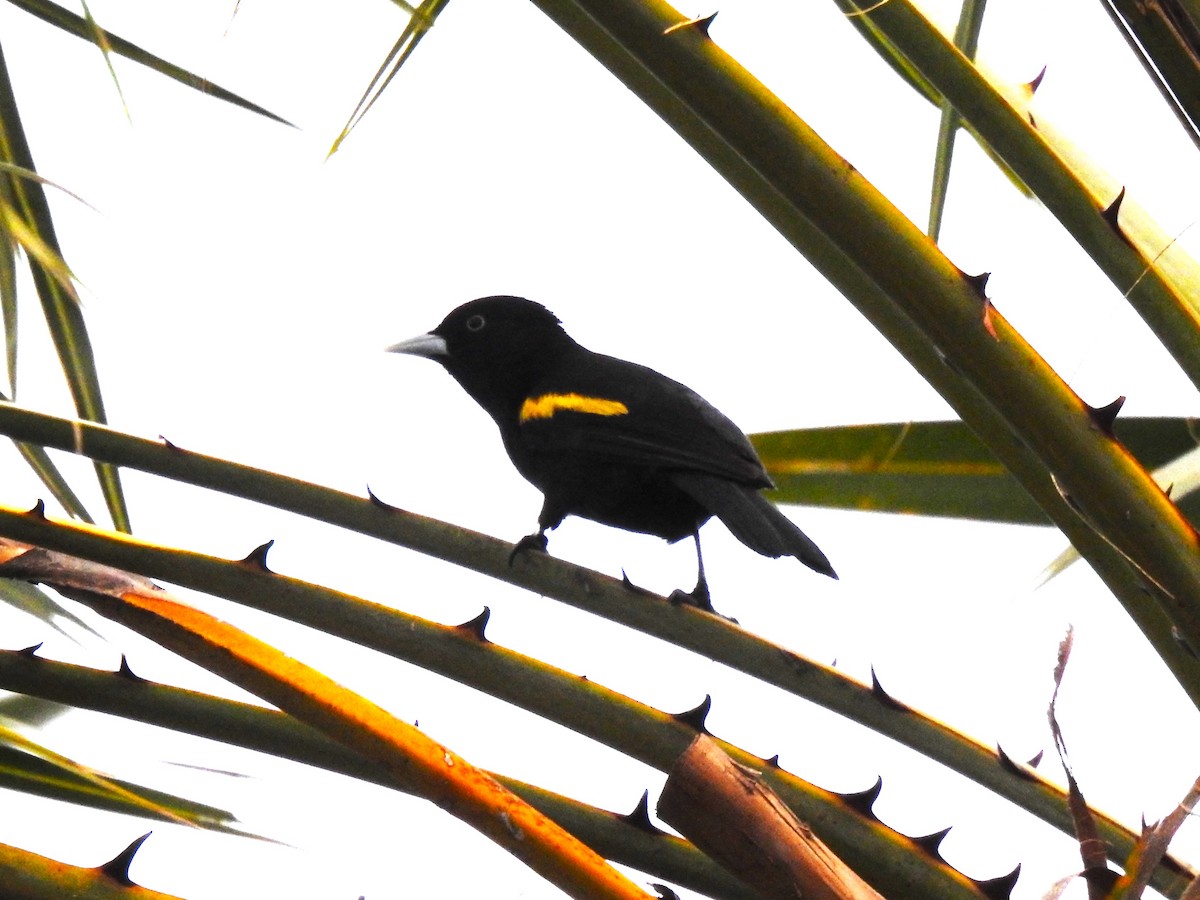 Golden-winged Cacique - ML473959871