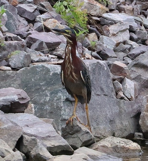 Green Heron - ML473959881