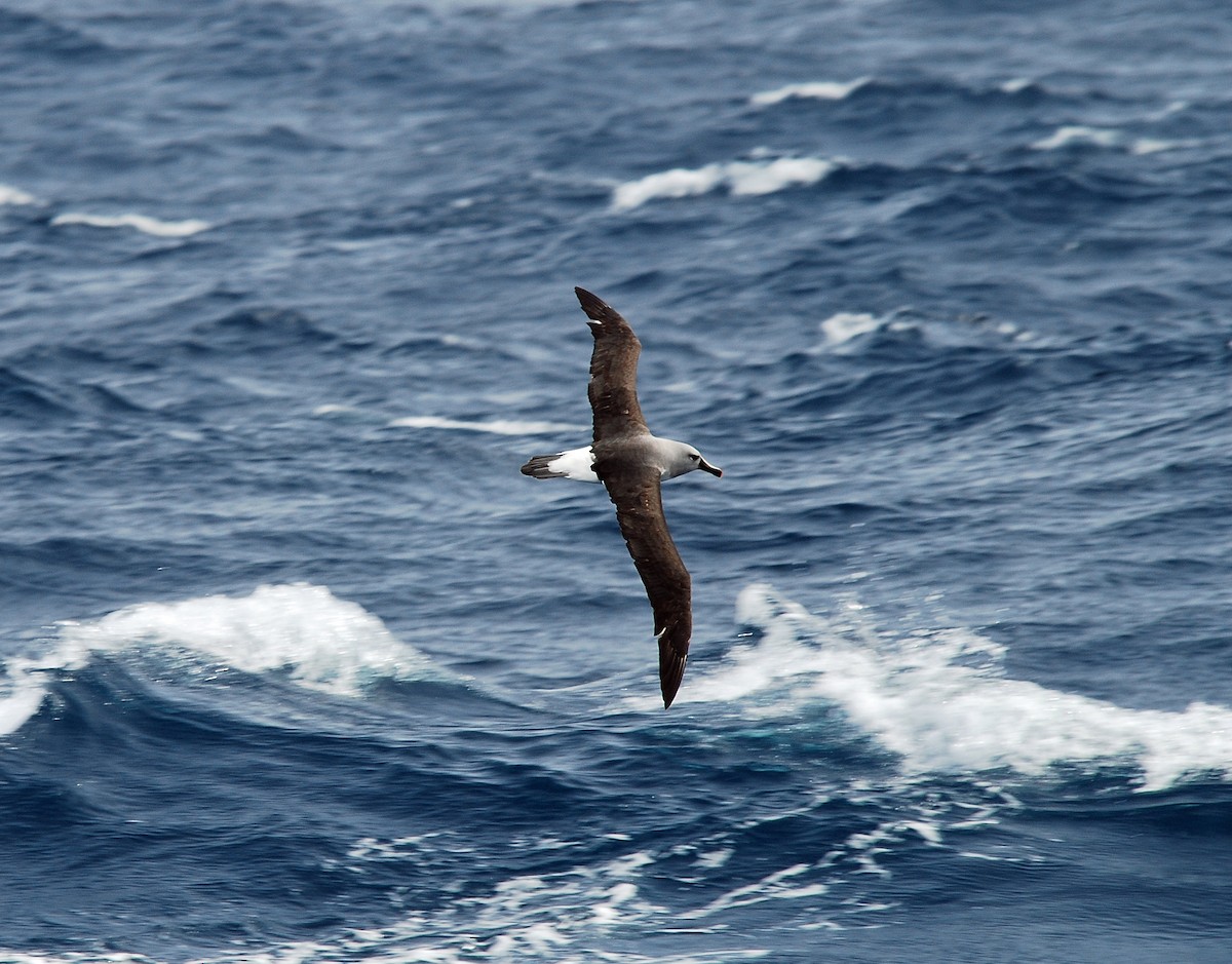 albatros šedohlavý - ML47396011
