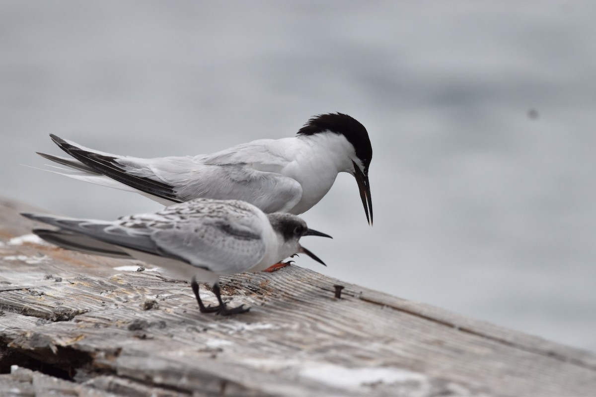 Roseate Tern - ML473960911