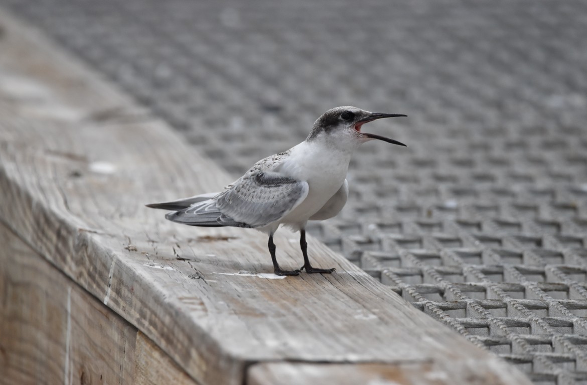 Roseate Tern - ML473960951