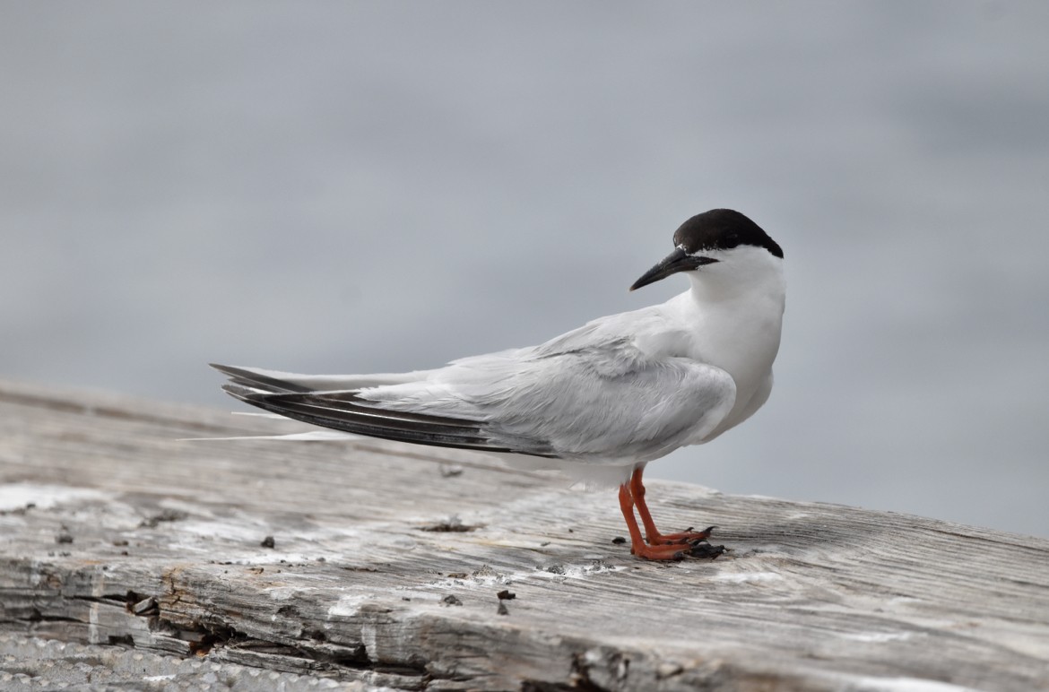 Roseate Tern - ML473960971