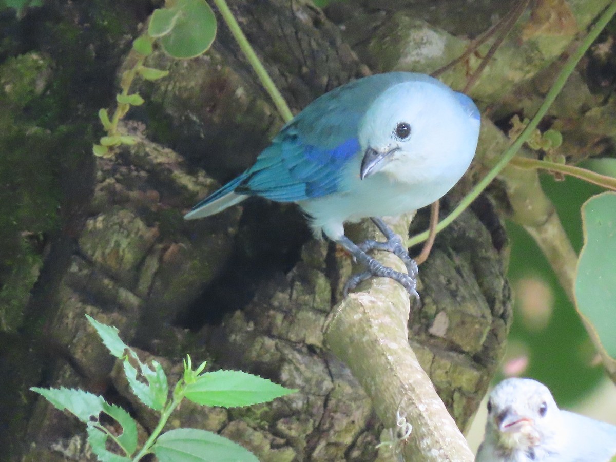 Blue-gray Tanager - ML473961821