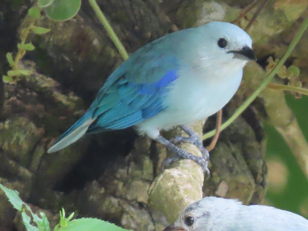 Blue-gray Tanager - ML473961831