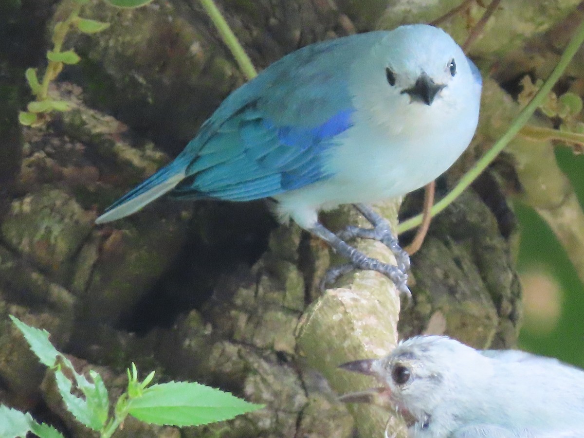 Blue-gray Tanager - ML473961851