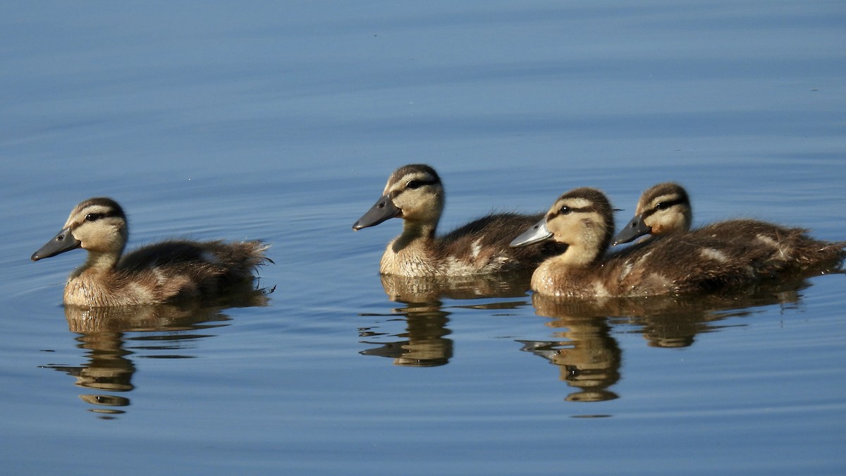 Зэрлэг нугас - ML473962041