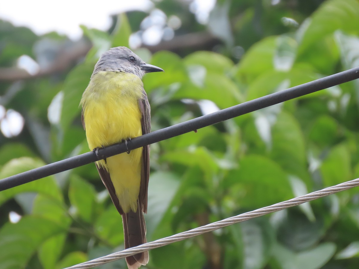 Tropical Kingbird - ML473964201