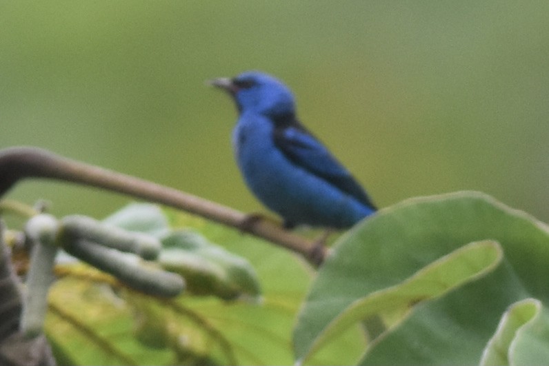 Blue Dacnis - ML473964931