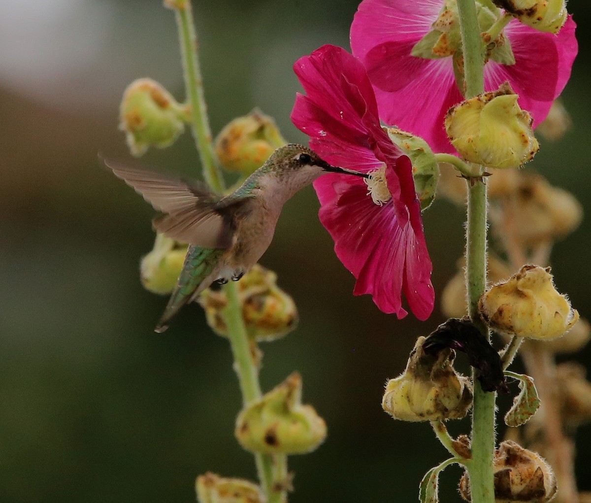 Ruby-throated Hummingbird - Yves Dugré