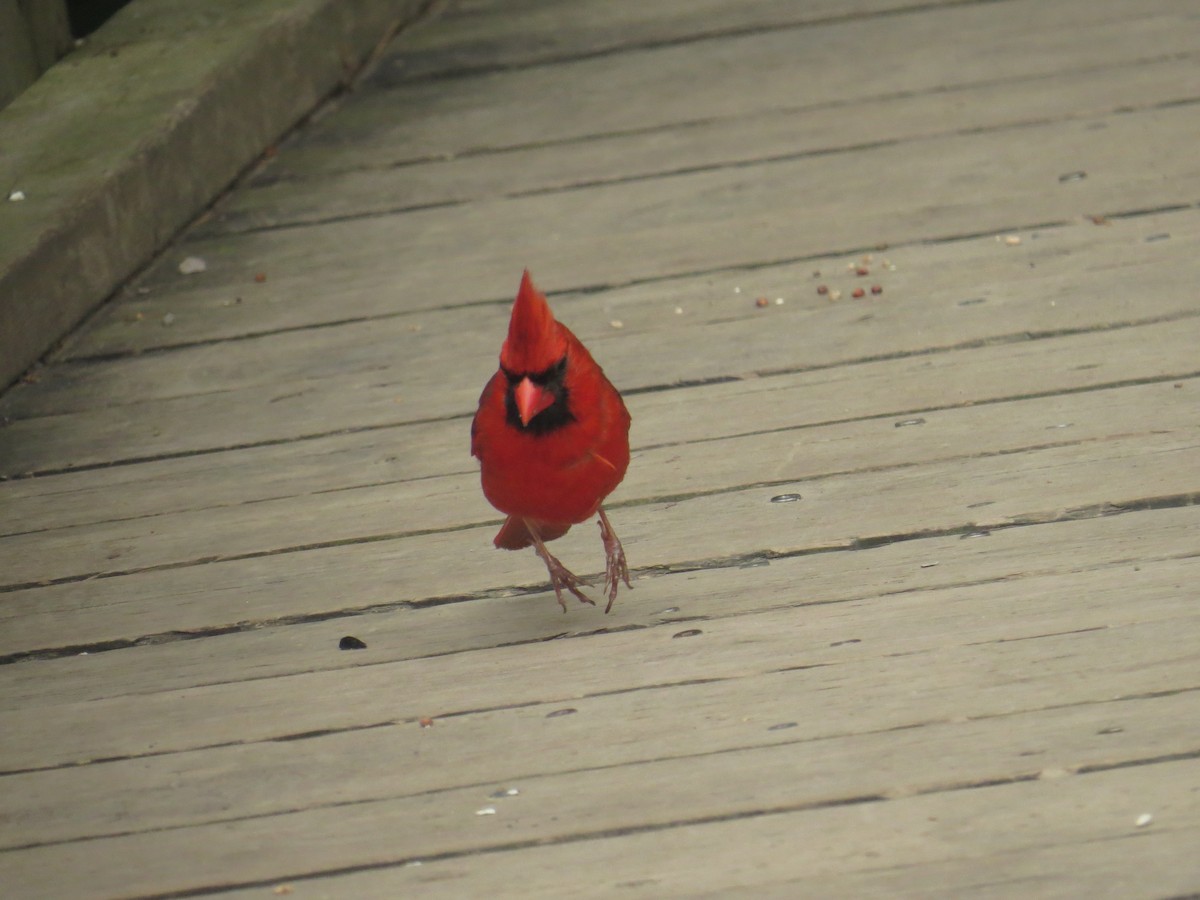 Northern Cardinal - Arrow Z L