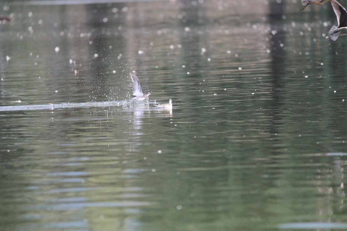 Red-necked Phalarope - Bentley Colwill