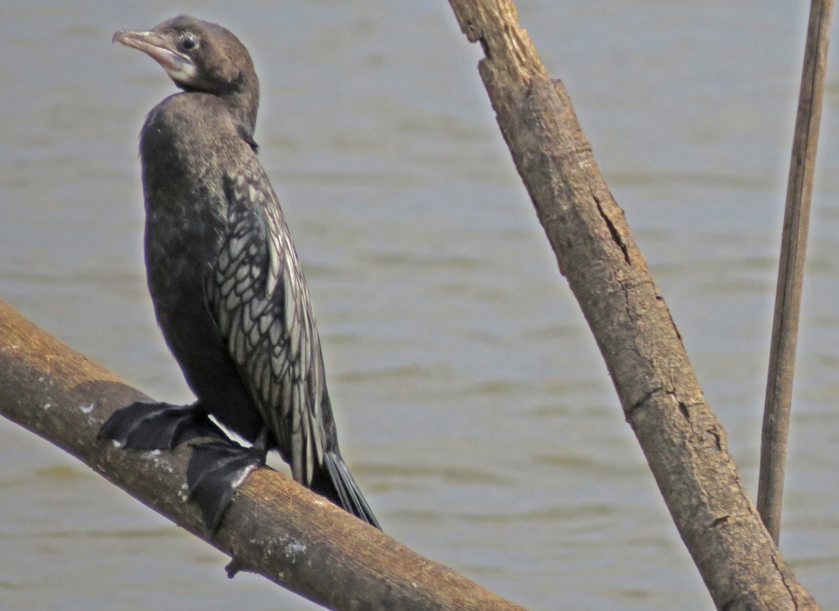 Little Cormorant - ML473970281