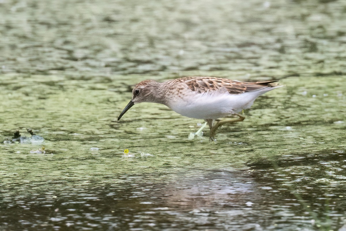 pygmésnipe - ML473970341