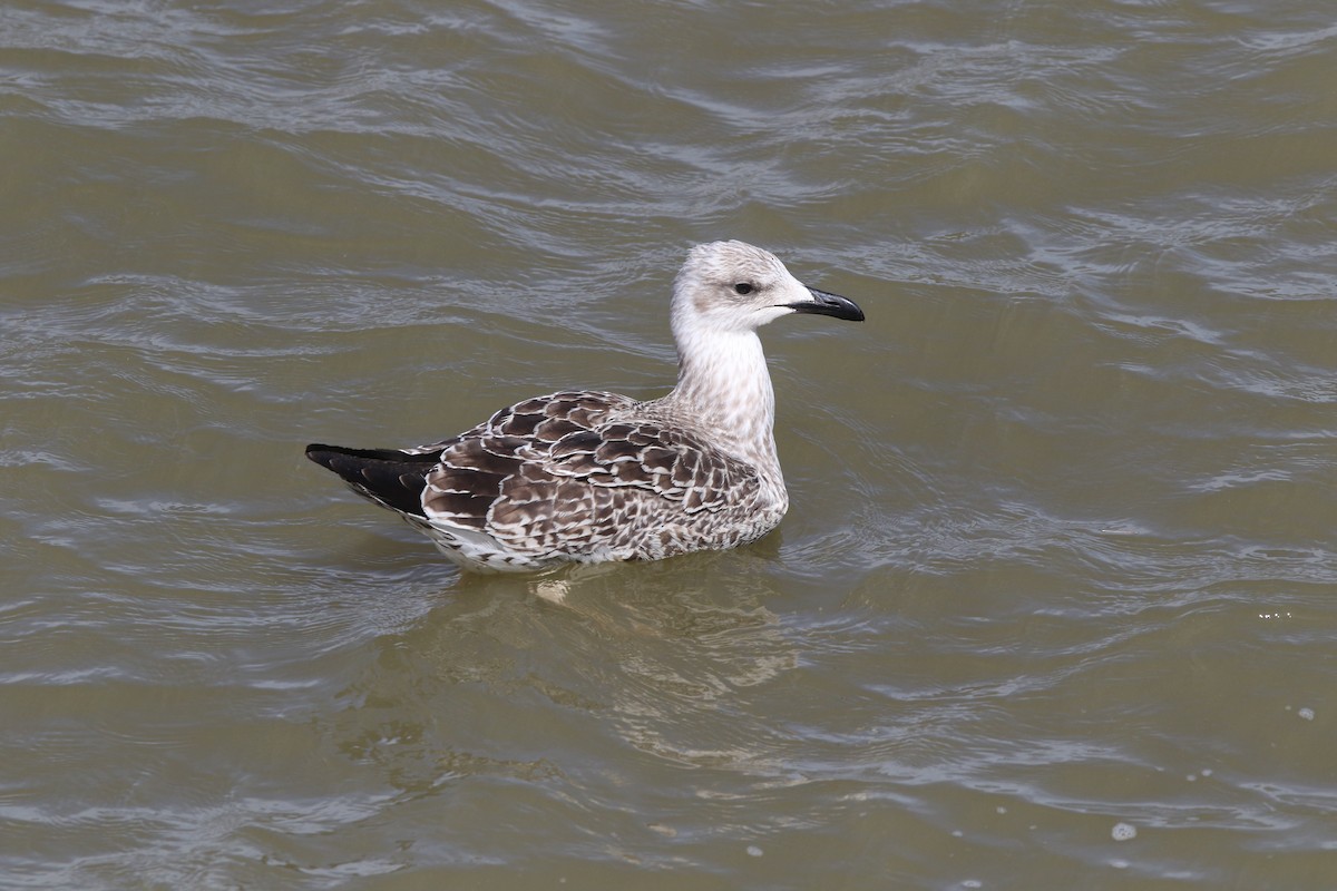 Yellow-legged Gull - ML473971711