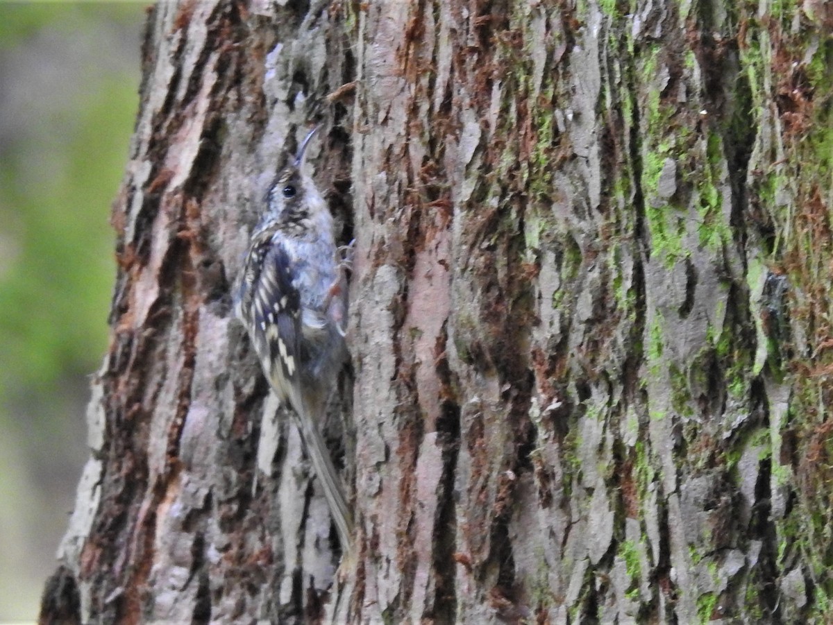 Brown Creeper - Edie Bijdemast