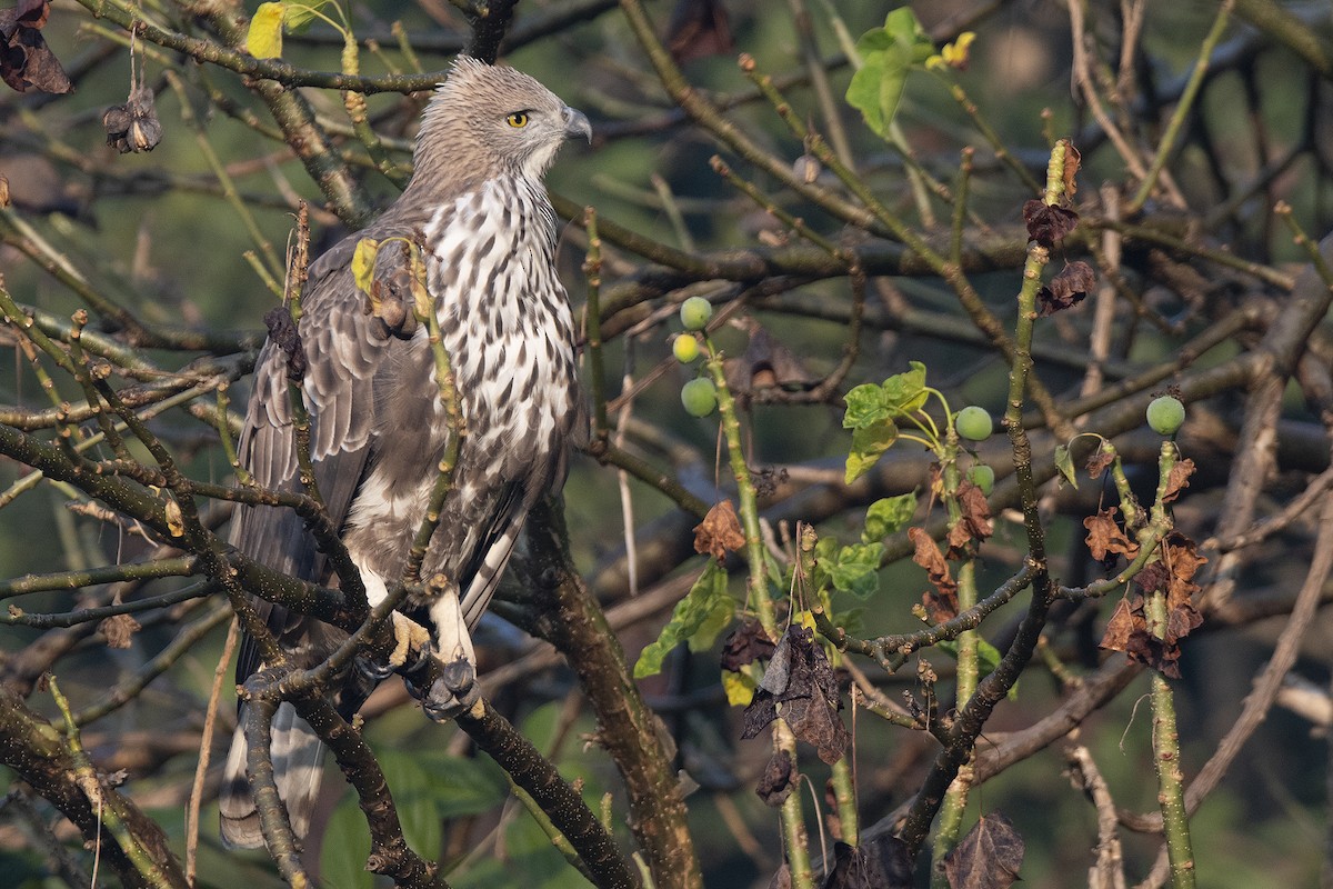 Changeable Hawk-Eagle (Changeable) - Miguel Rouco