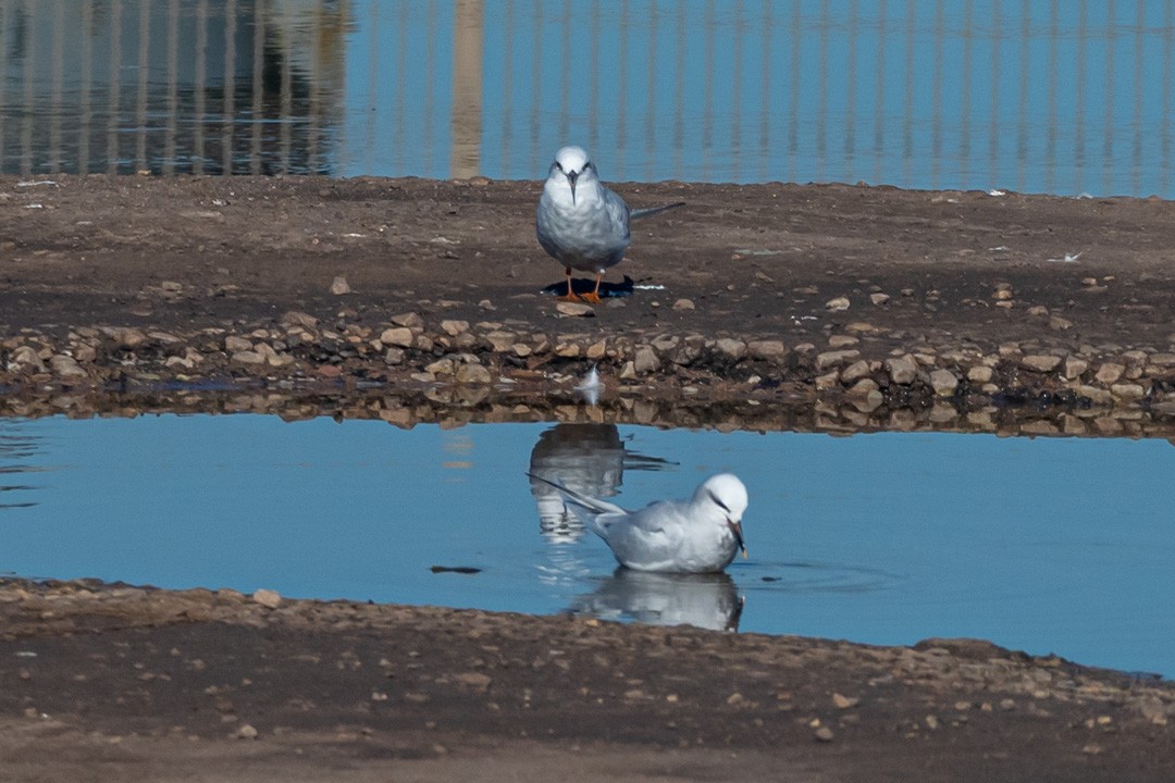 Snowy-crowned Tern - ML473975401