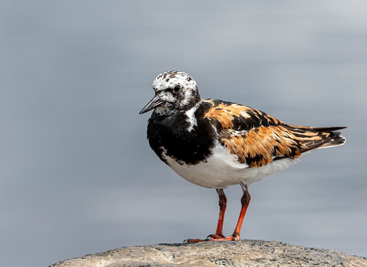 Ruddy Turnstone - ML473977061