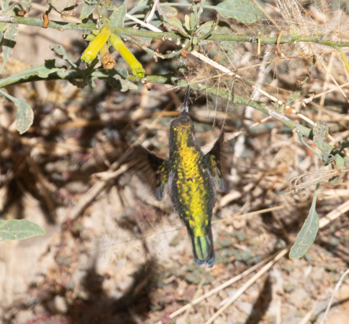 kolibřík lesklobřichý - ML473977741