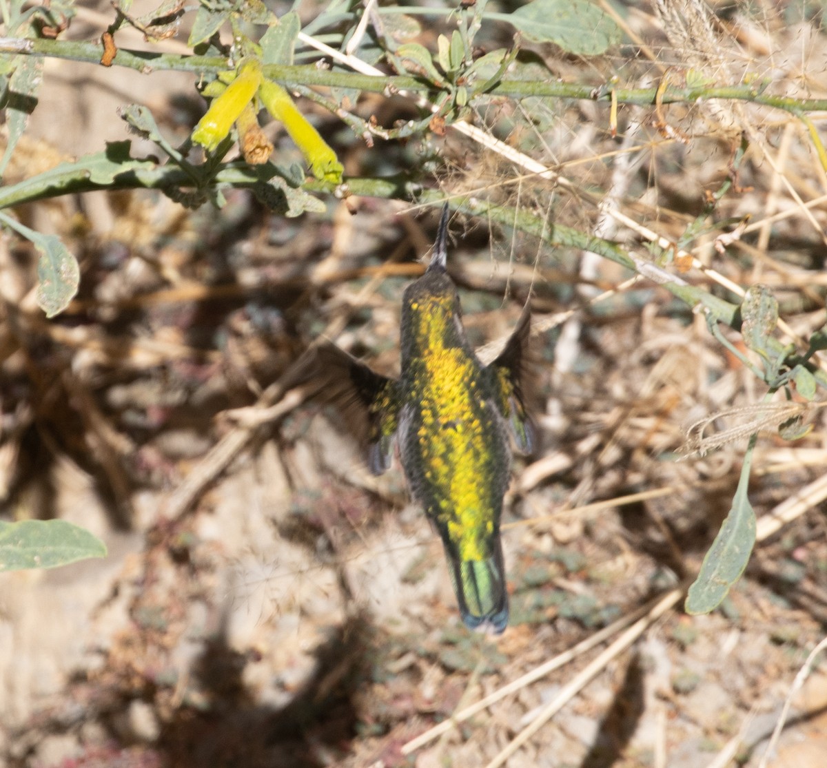 Glittering-bellied Emerald - ML473977741