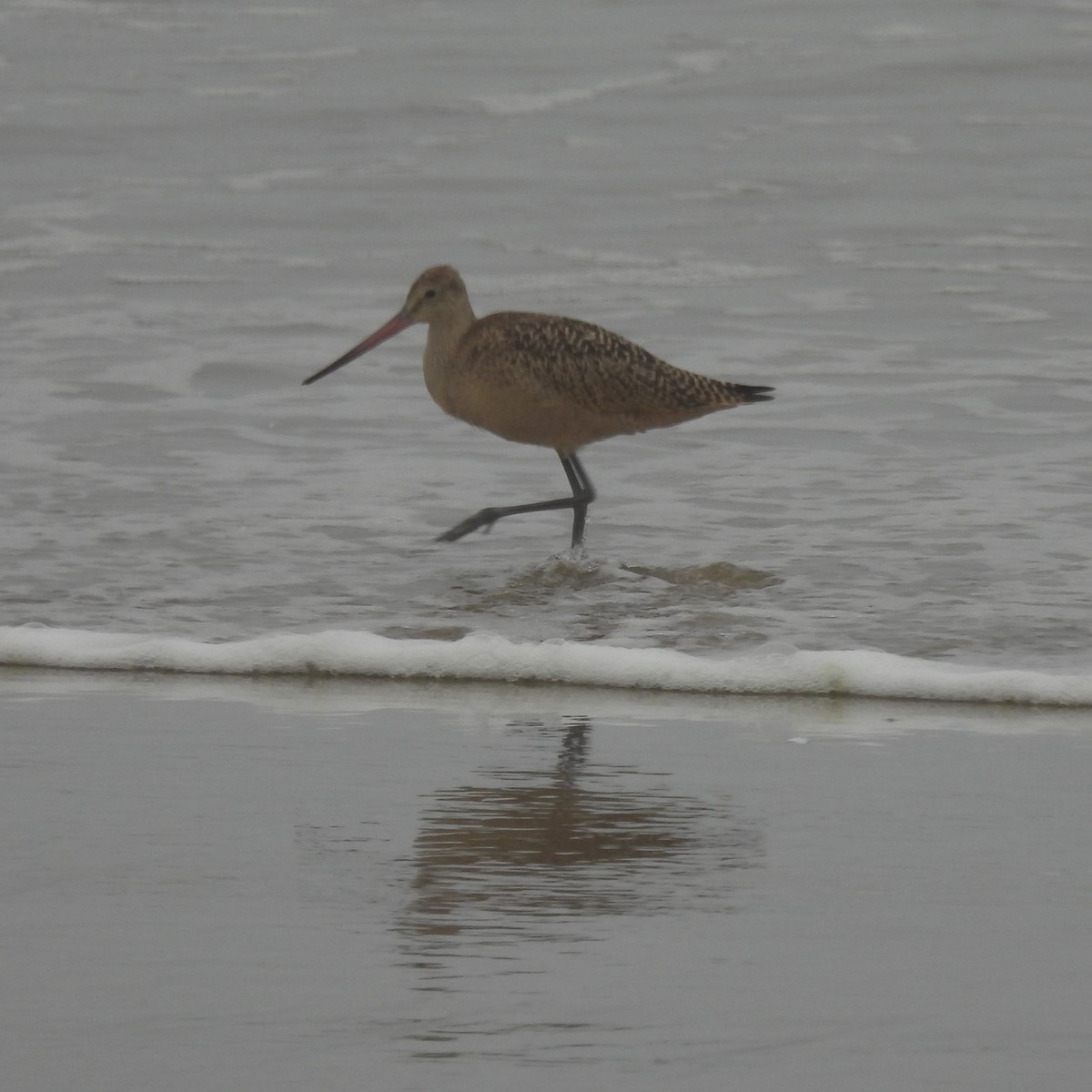 Marbled Godwit - ML473979231