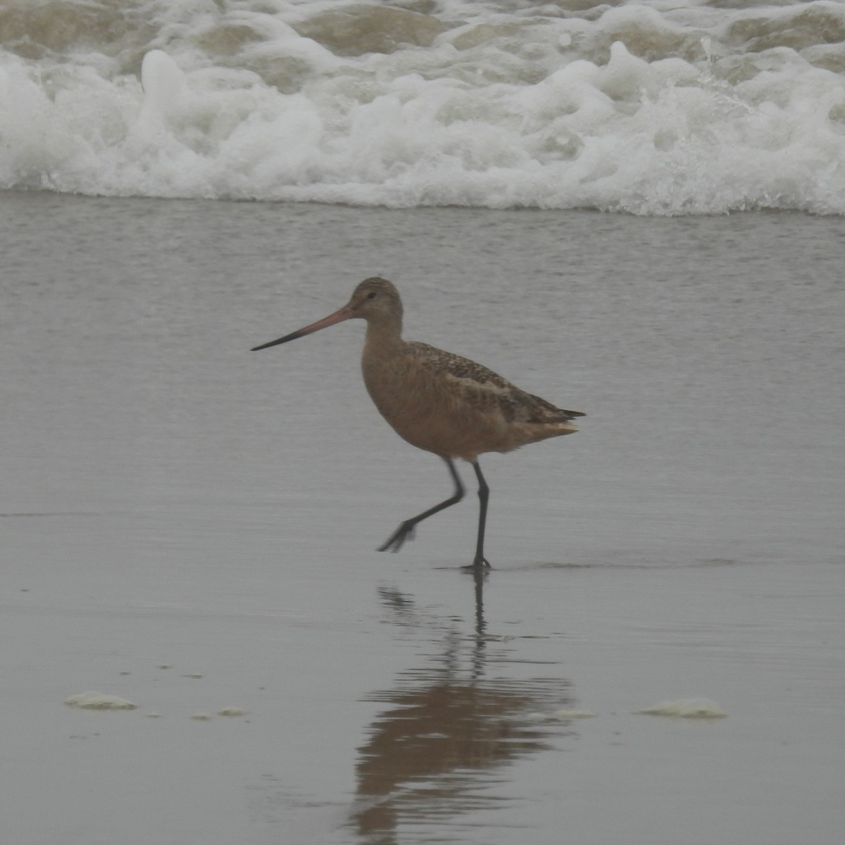 Marbled Godwit - Daniel Farrar