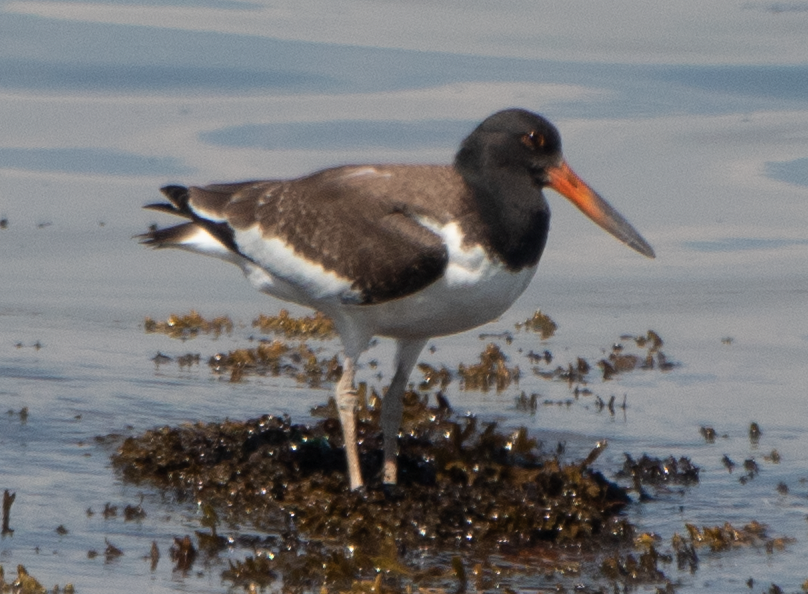 American Oystercatcher - ML473980851