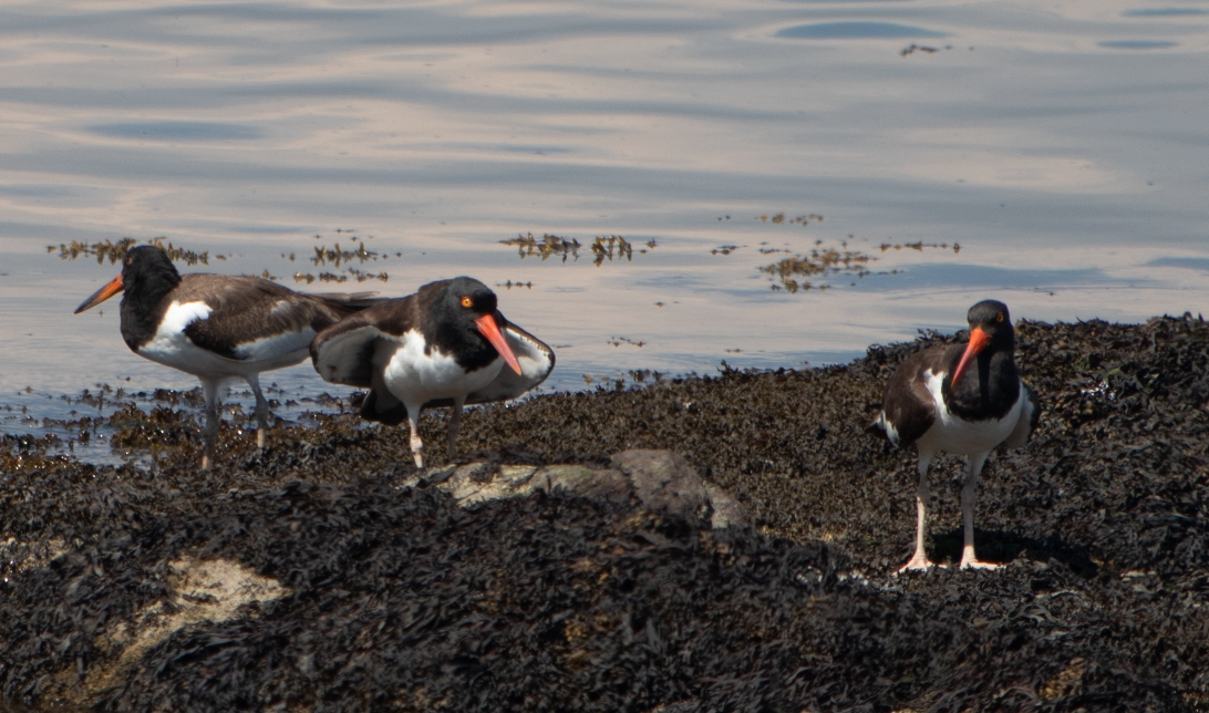 American Oystercatcher - ML473980861