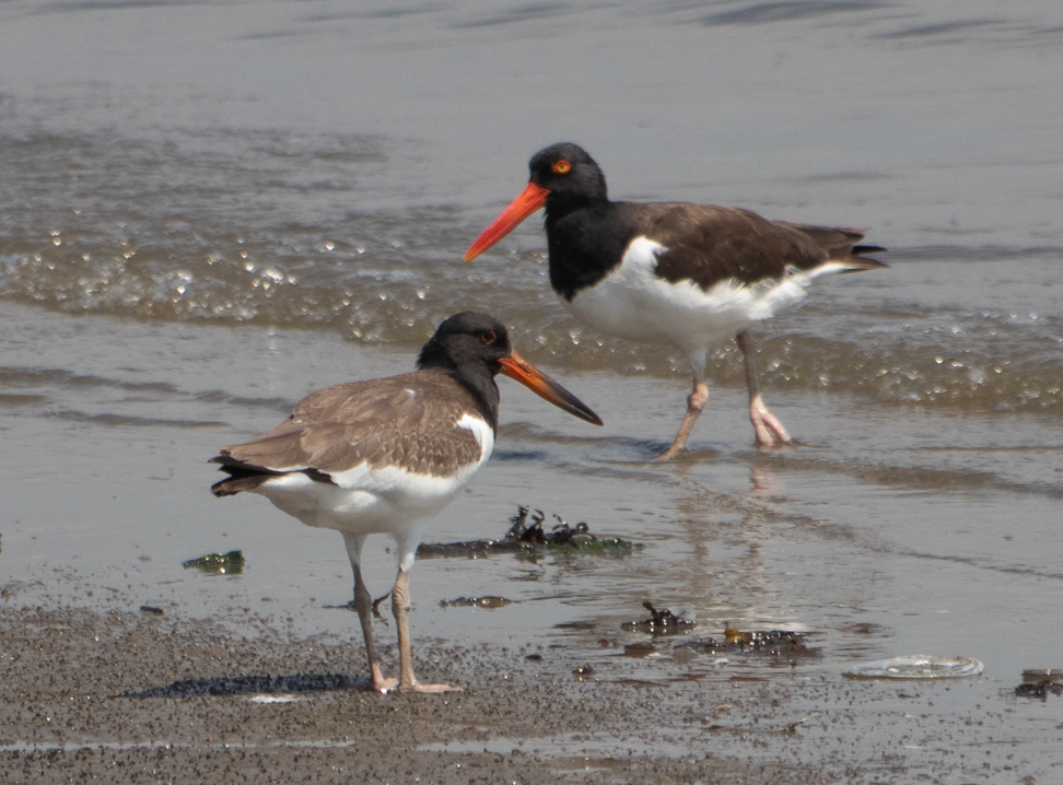 American Oystercatcher - ML473980871