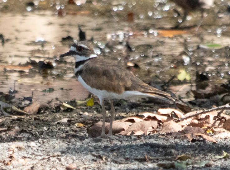Killdeer - ML473981051
