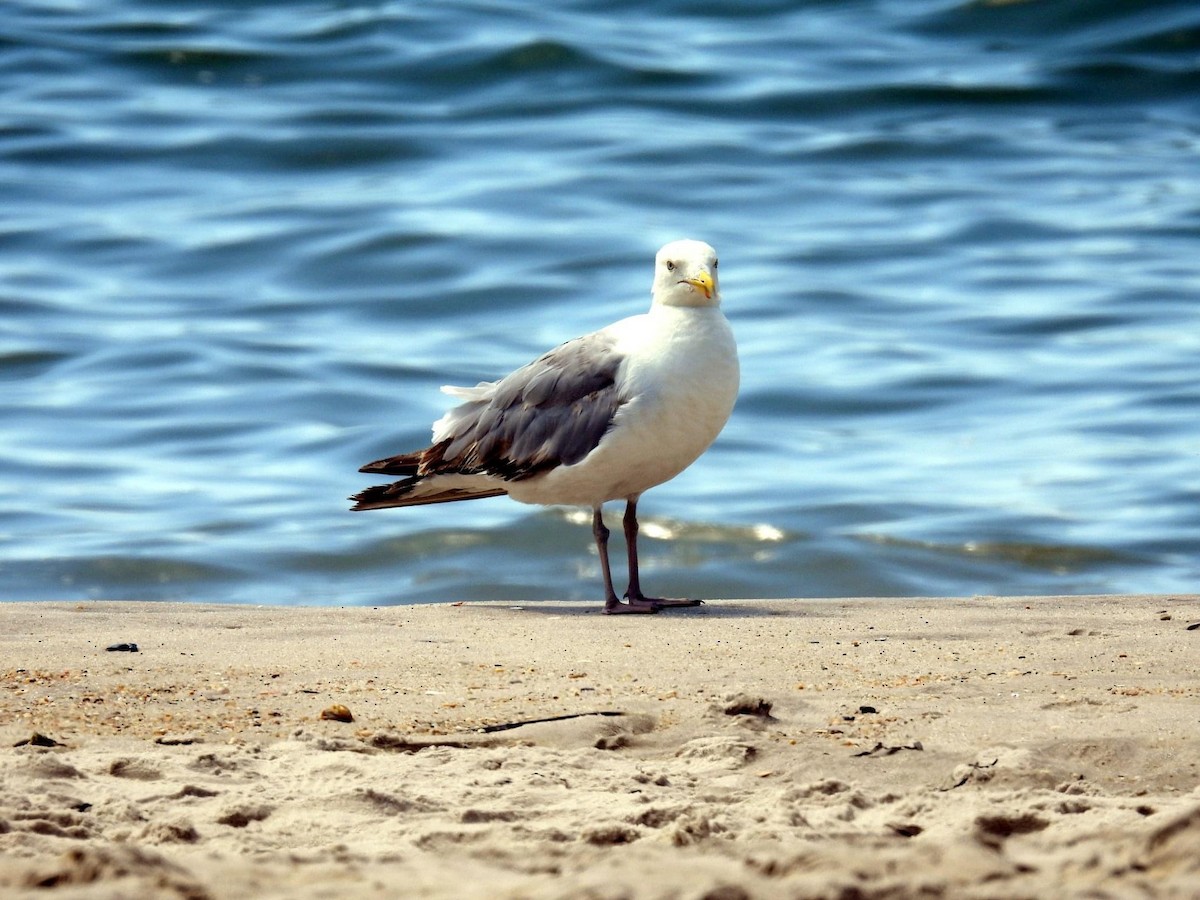 Herring Gull - ML473981651