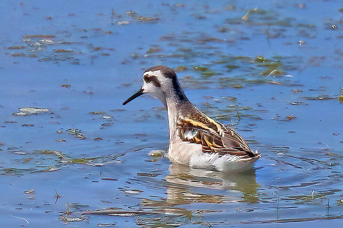 アカエリヒレアシシギ - ML473982241