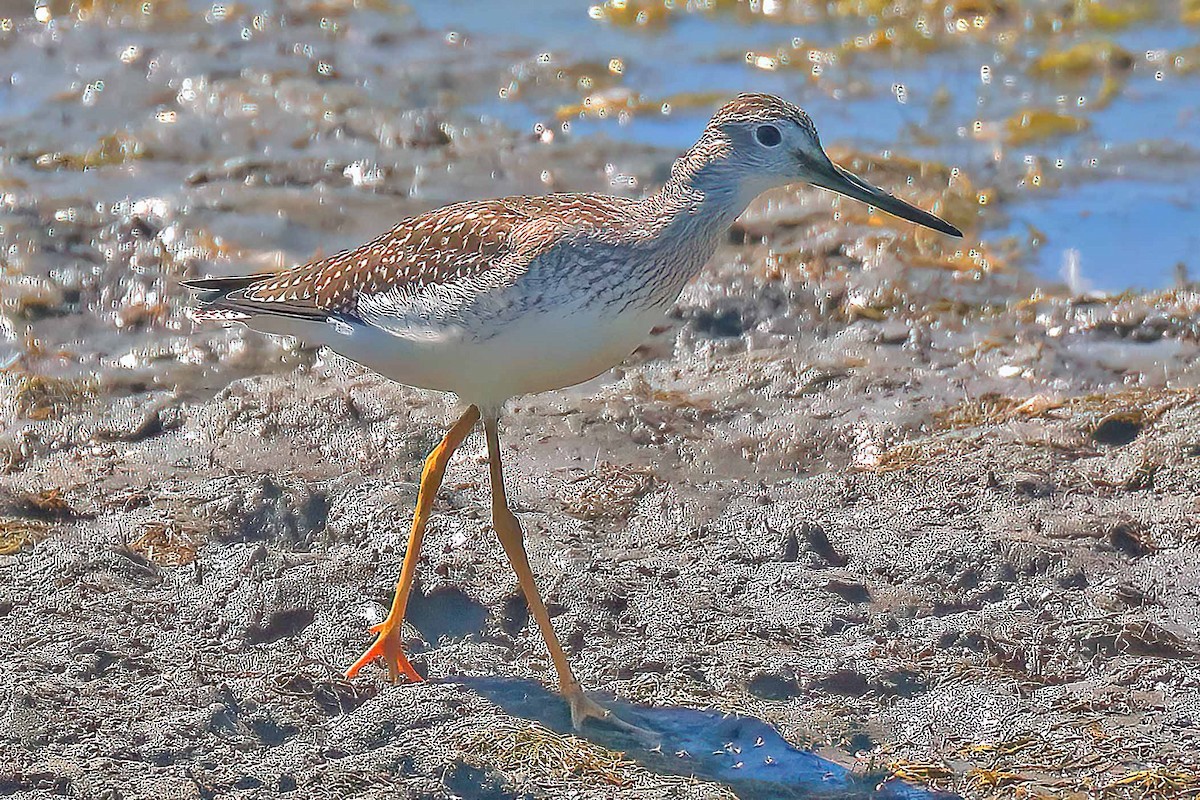 Tüpfelgelbschenkel - ML473982461