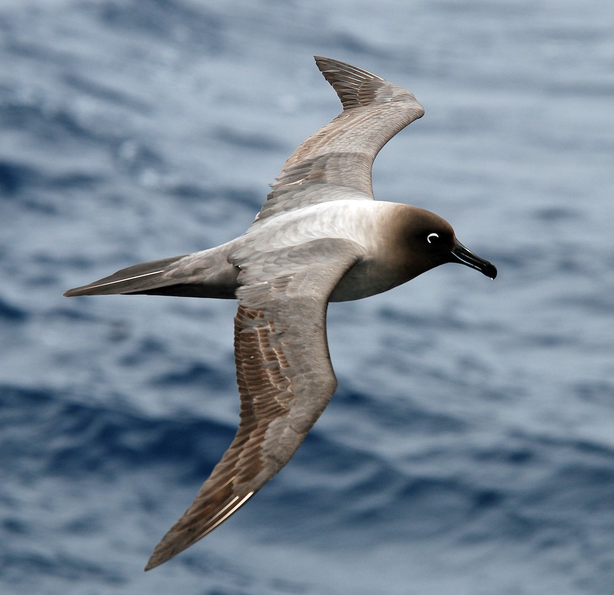 Graumantelalbatros - ML47398291