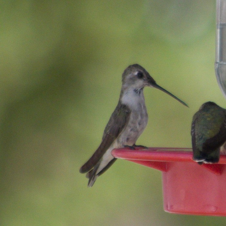 Black-chinned Hummingbird - ML473983721
