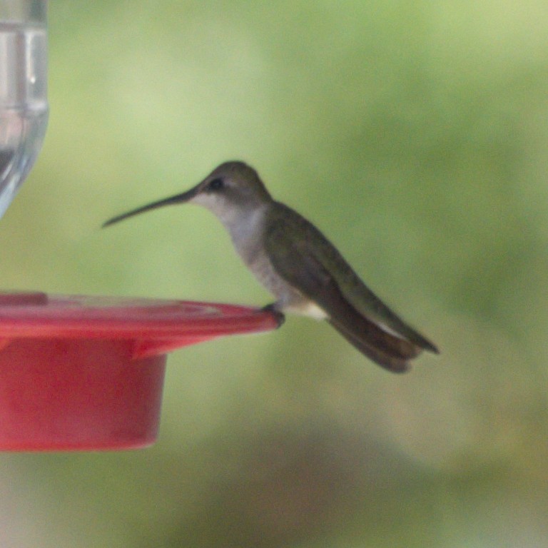 Black-chinned Hummingbird - ML473983731