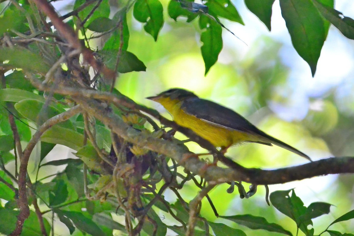 Golden-crowned Warbler - ML473985121