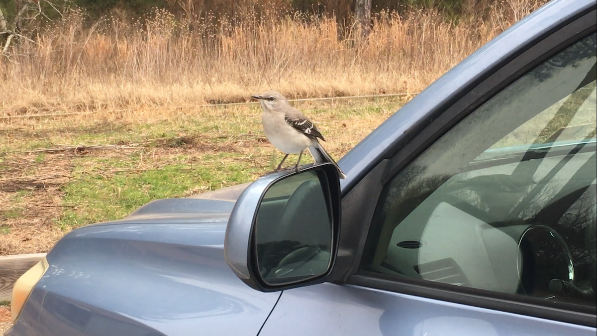 Northern Mockingbird - ML47398571