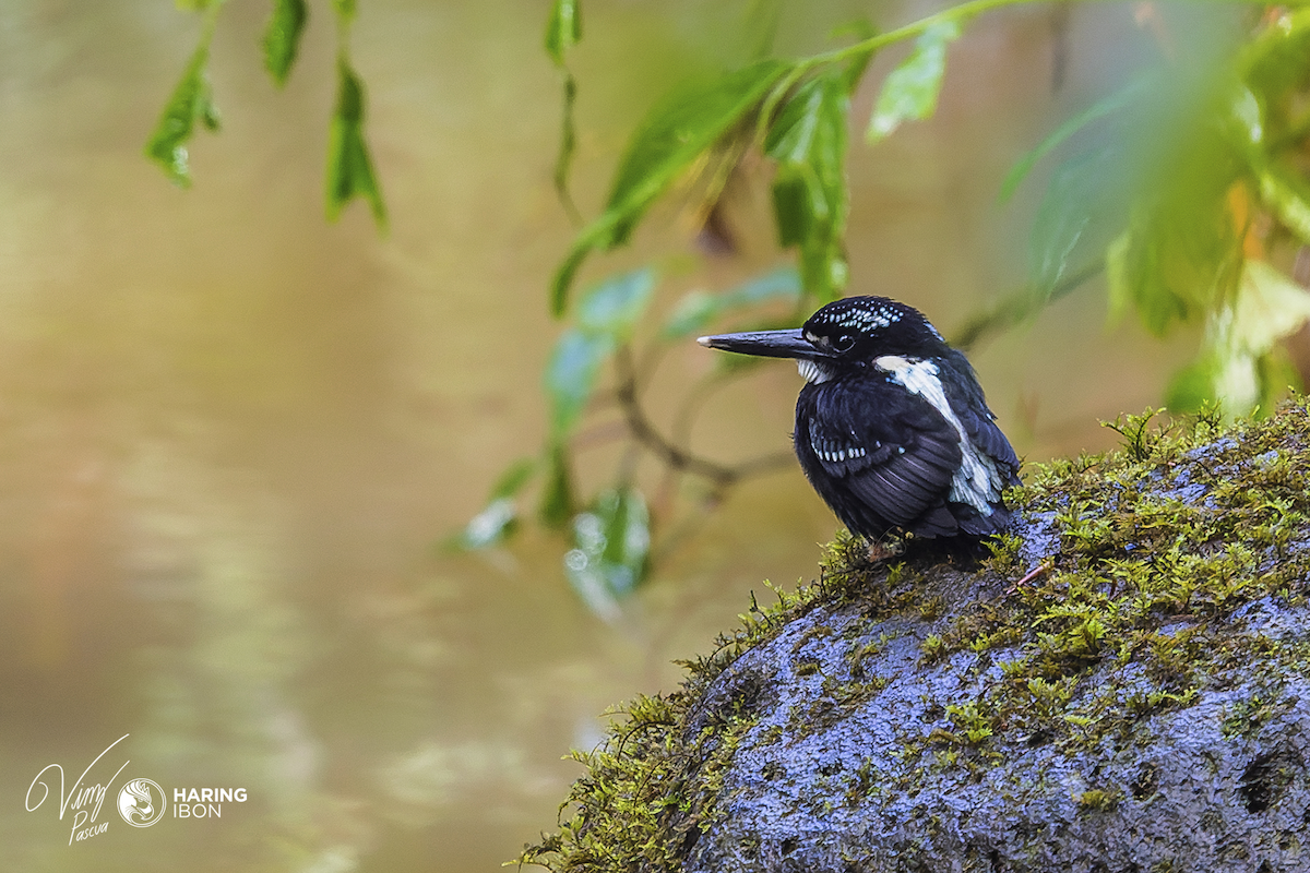 Southern Silvery-Kingfisher - ML473987911