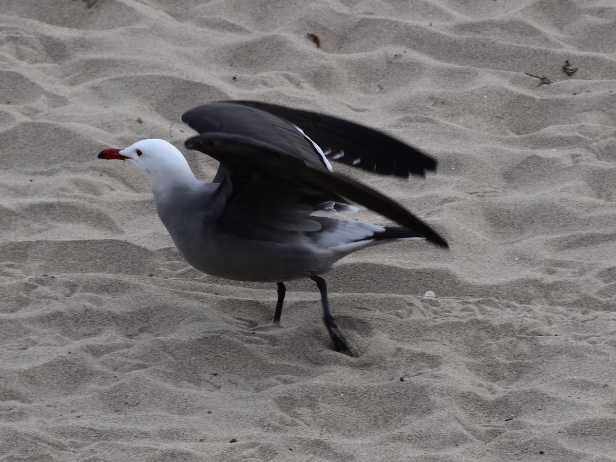 Gaviota Mexicana - ML473987991