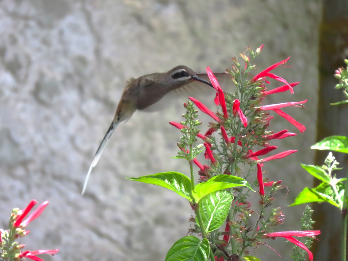 Sooty-capped Hermit - Manuel Pérez R.