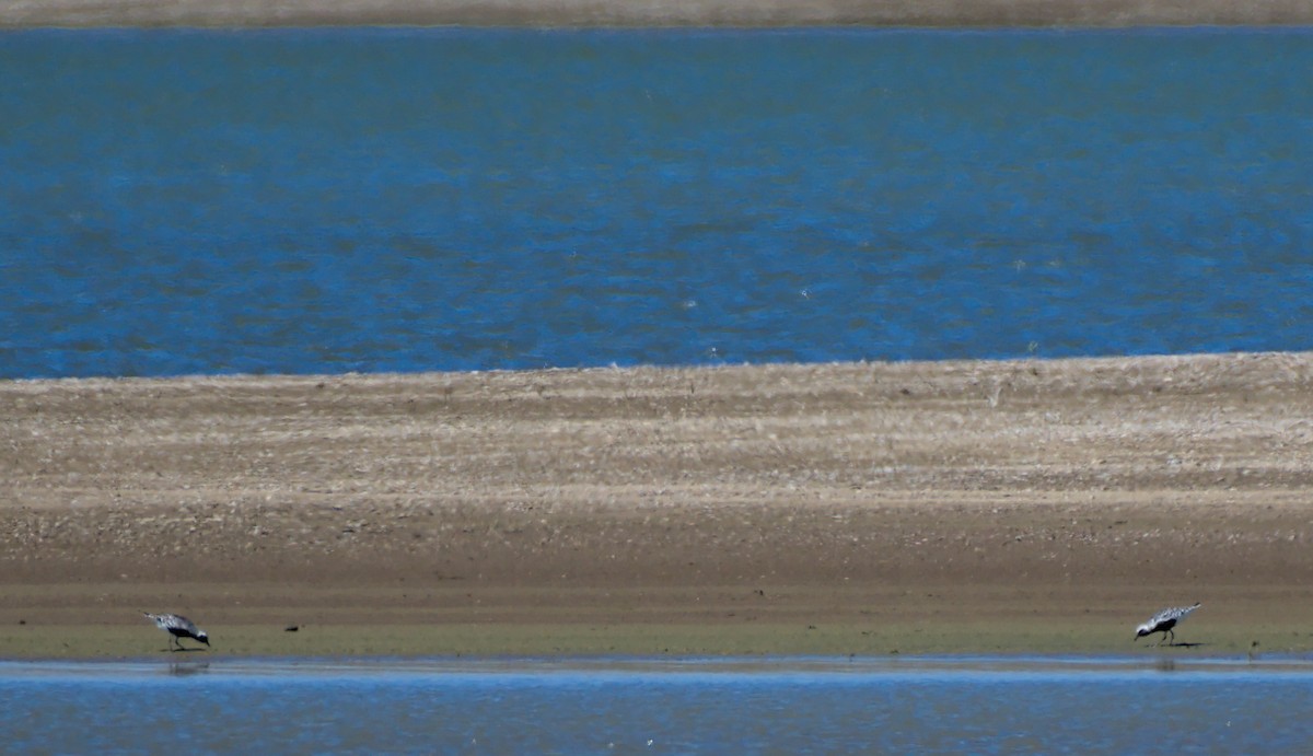 Black-bellied Plover - ML473988281